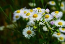 გვირილა თვისებები სამკურნალო ჩაი